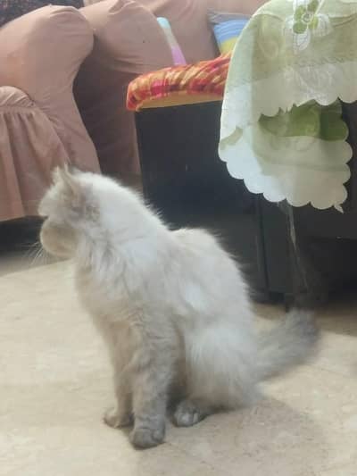 Himalayan Cat