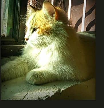 rare and mixed breed cat