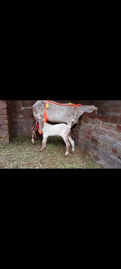 goat with female path
