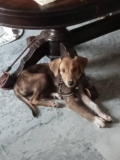 puppy 3 months old for sale