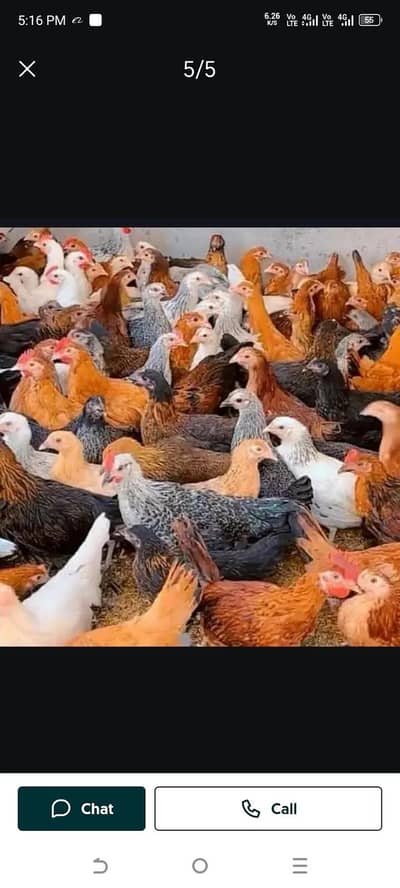 golden Misri asterlop layer brolier different chick available day old