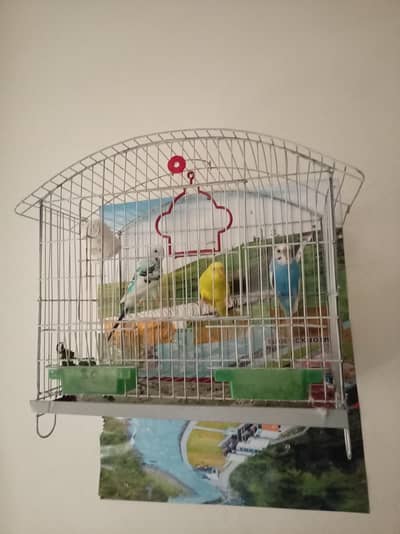 1 budgie pair aur bilkul new cage dono 2000 hazar k de dun ga 0