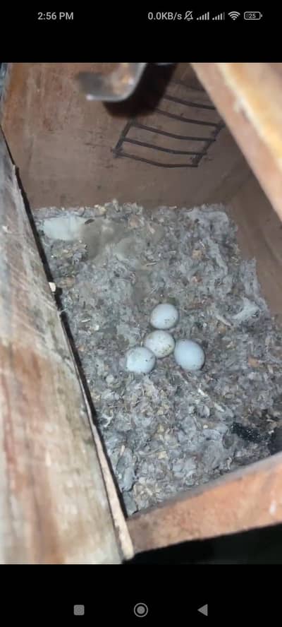 Breeder Parrot pair and chicks for sale in cheap price