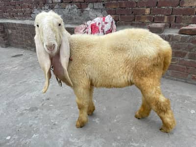 kajlay 2 bachy for sale