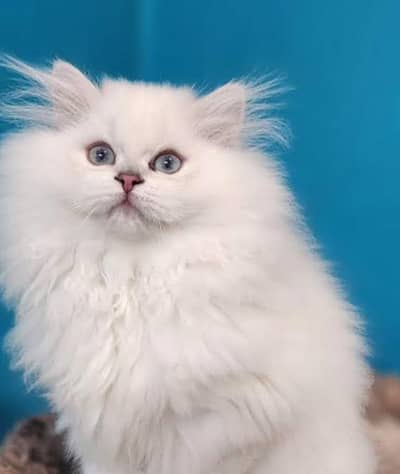 PERSIAN WHITE KITTENS