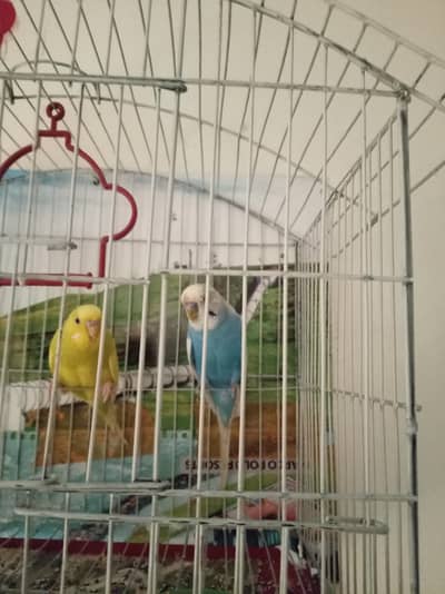 1 budgie pair aur bilkul new cage dono 2000 hazar k de dun ga 0