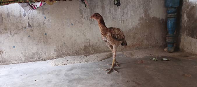 original aseel Baccha Hai