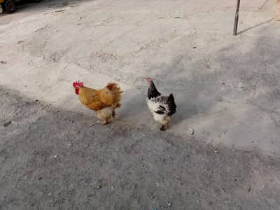 healthy active  buff breeder pair available
