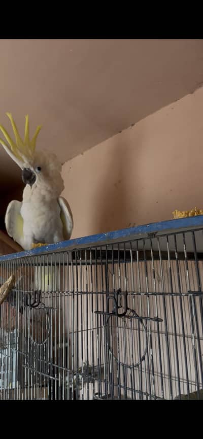 Triton Cockatoo Hand tamed/talking for sale