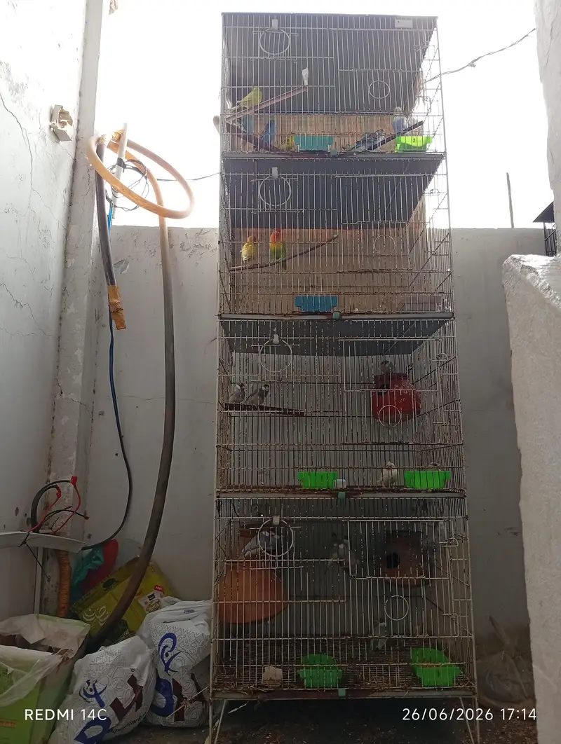 Two 4 portion cage for love birds and cocktail ring neck ETC