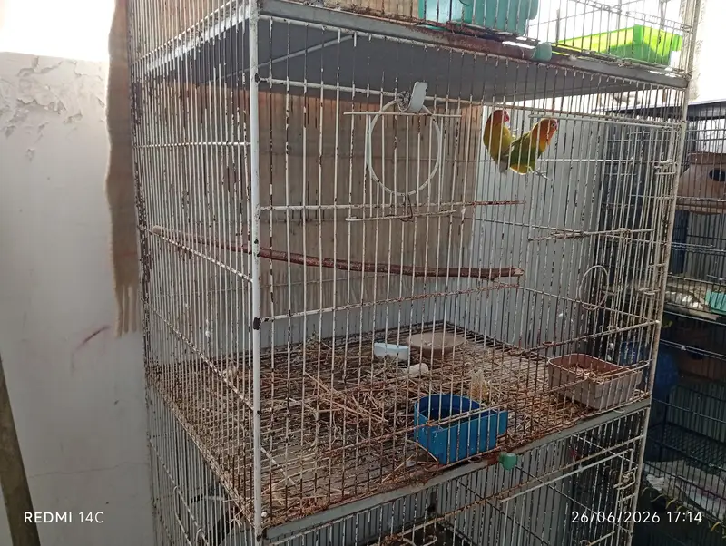 Two 4 portion cage for love birds and cocktail ring neck ETC — photo 3