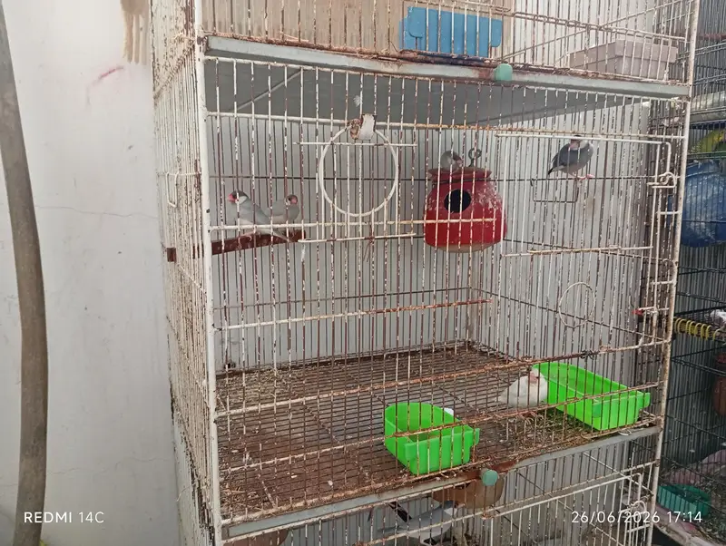 Two 4 portion cage for love birds and cocktail ring neck ETC — photo 4