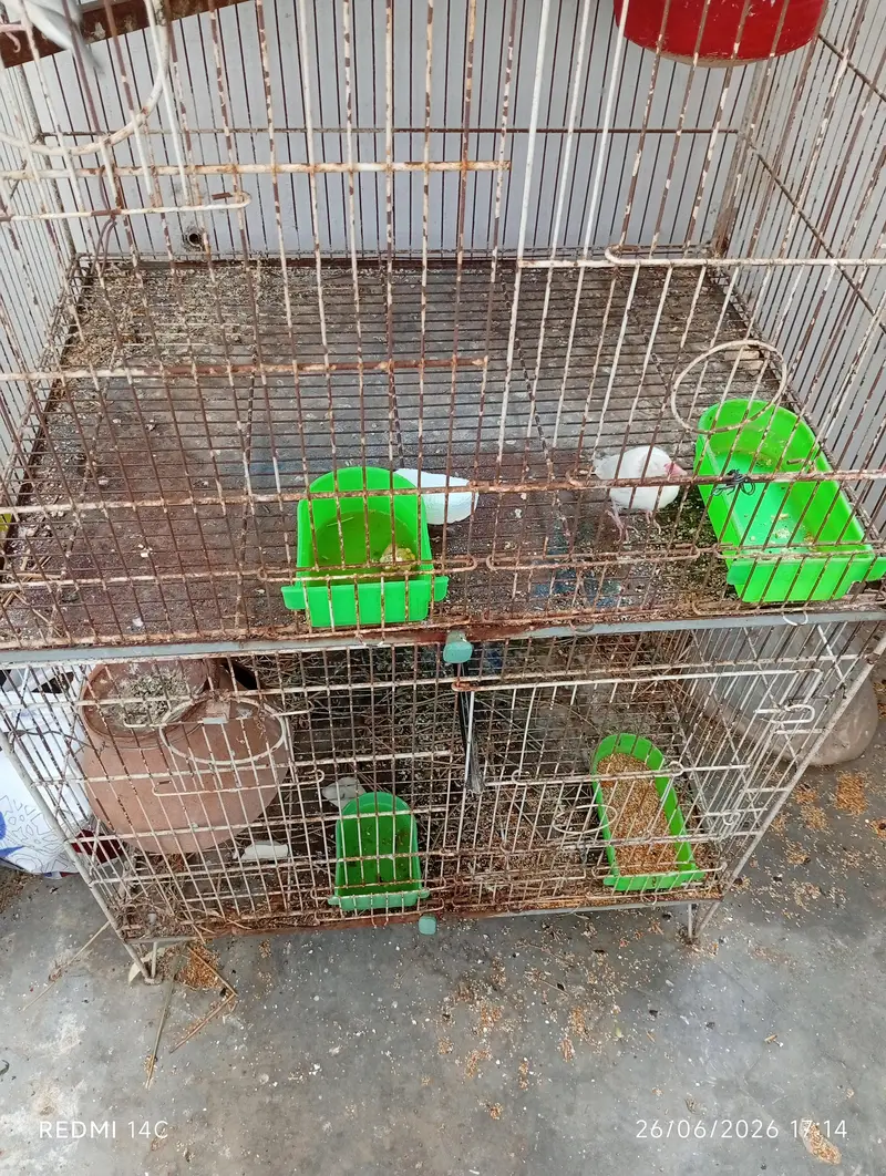 Two 4 portion cage for love birds and cocktail ring neck ETC — photo 6
