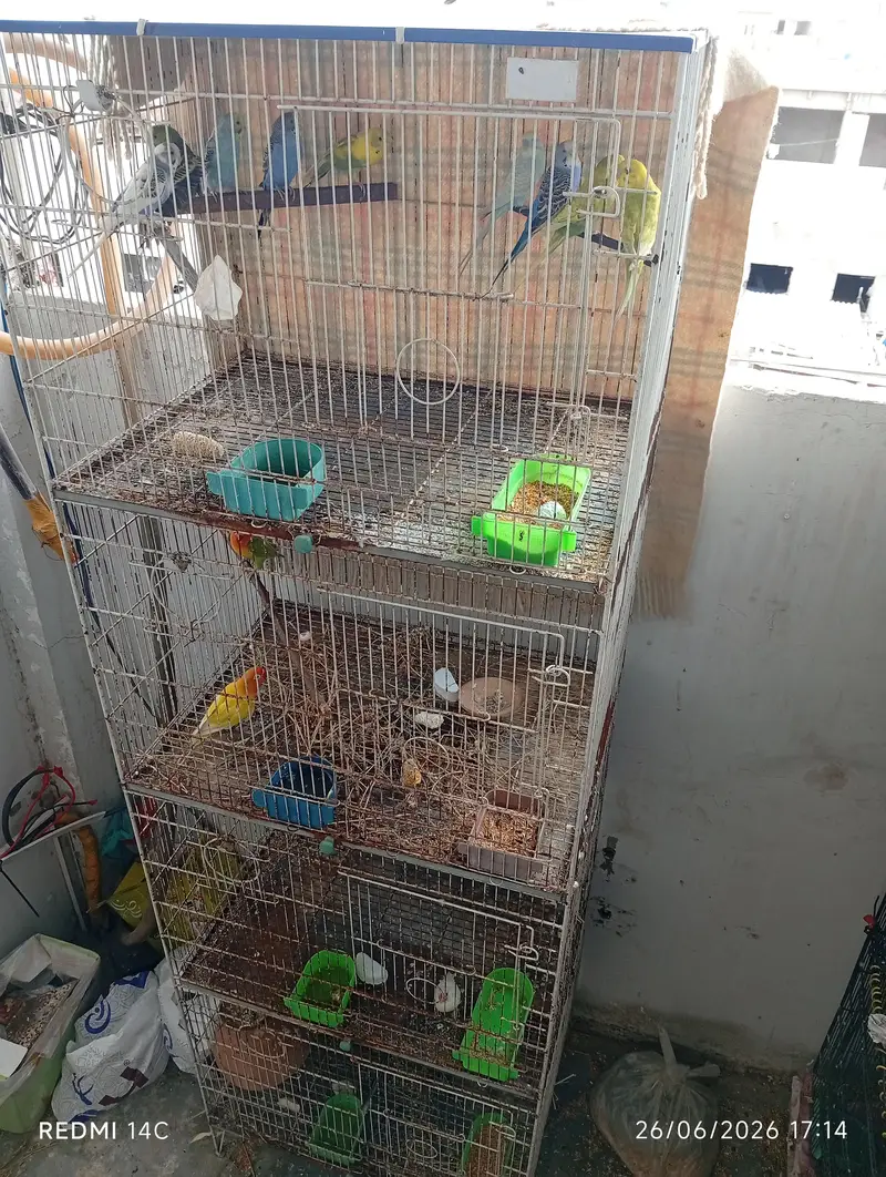 Two 4 portion cage for love birds and cocktail ring neck ETC — photo 7