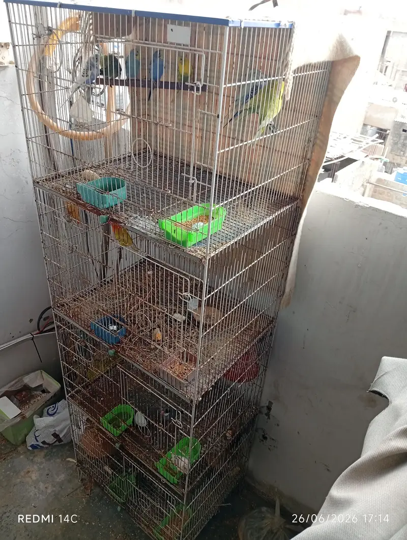 Two 4 portion cage for love birds and cocktail ring neck ETC — photo 8
