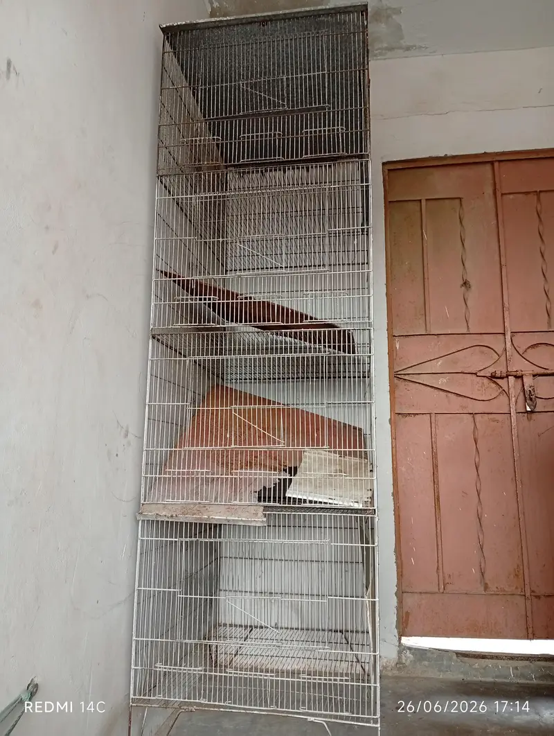 Two 4 portion cage for love birds and cocktail ring neck ETC — photo 9