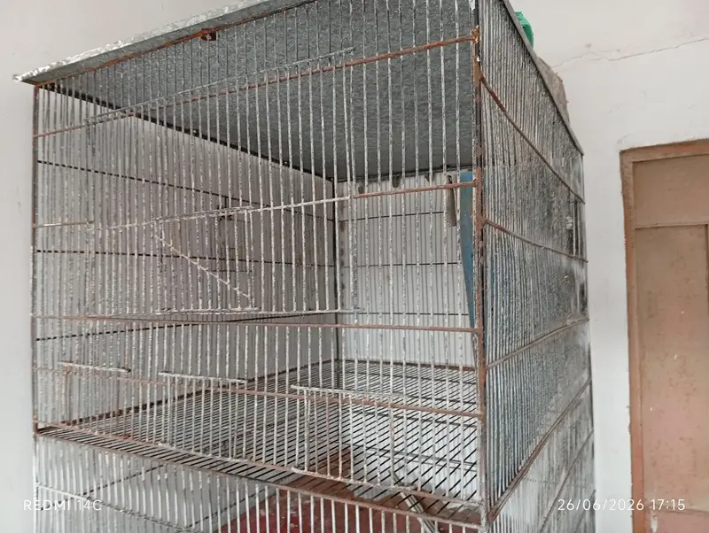 Two 4 portion cage for love birds and cocktail ring neck ETC — photo 11