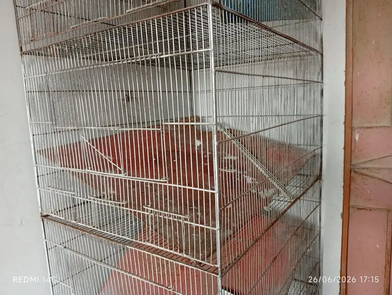 Two 4 portion cage for love birds and cocktail ring neck ETC — photo 12
