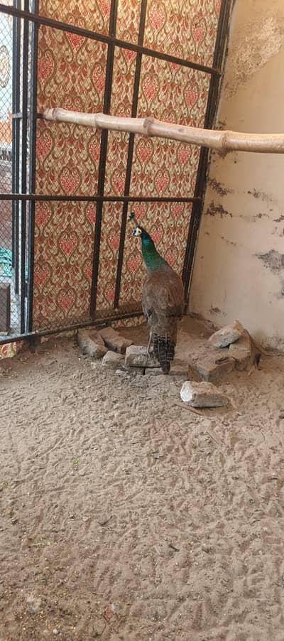 Shandar Aur Sehatmand Peacock For sale -apnaGar ko Khubsurat banaen