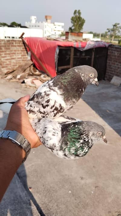 shekhowala pair or Jonsra pair for sale