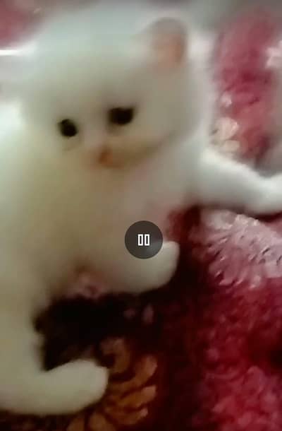 person cat