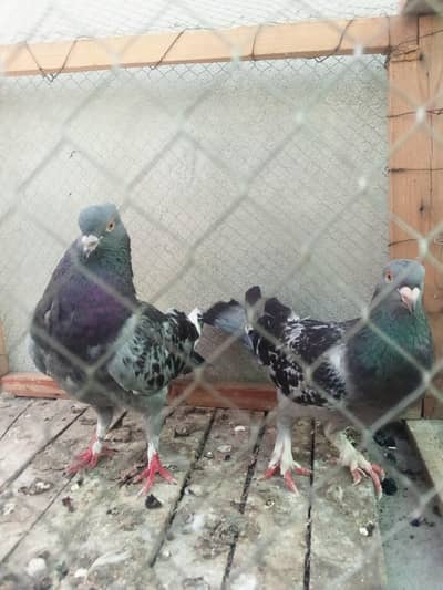 Fance pair for sale