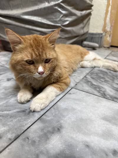 Persian cat