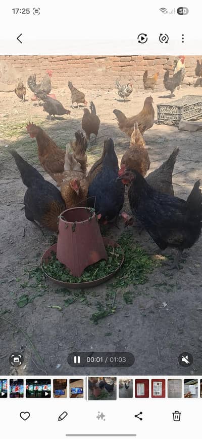 Healthy and Vaccinated Murghian For Sale