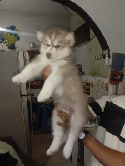 husky female puppy available hy for sale argand sale Karni hy