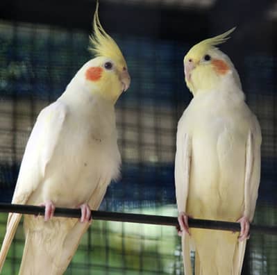 Cocktiel hand tamend pair