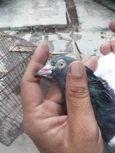 11 teddy pigeons high quality