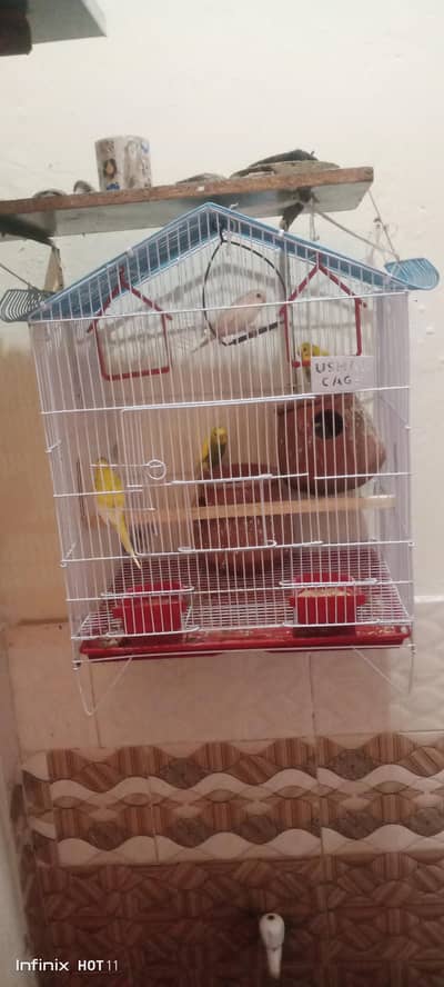 Australian parrots with brand new cage