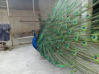 Peacock Pair