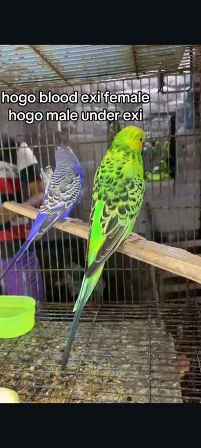 budgies