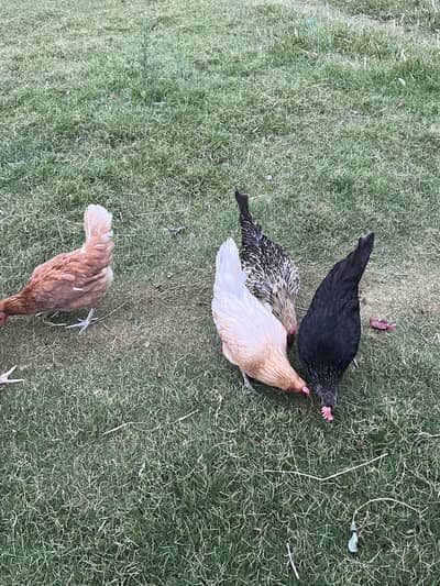 Egg Laying Desi Hens 11 months Age