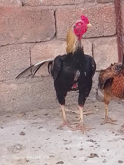 Aseel Java Murgha for sale.