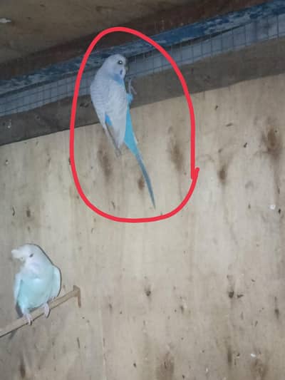 budgies for sale black wing , hogoromo,rainbow