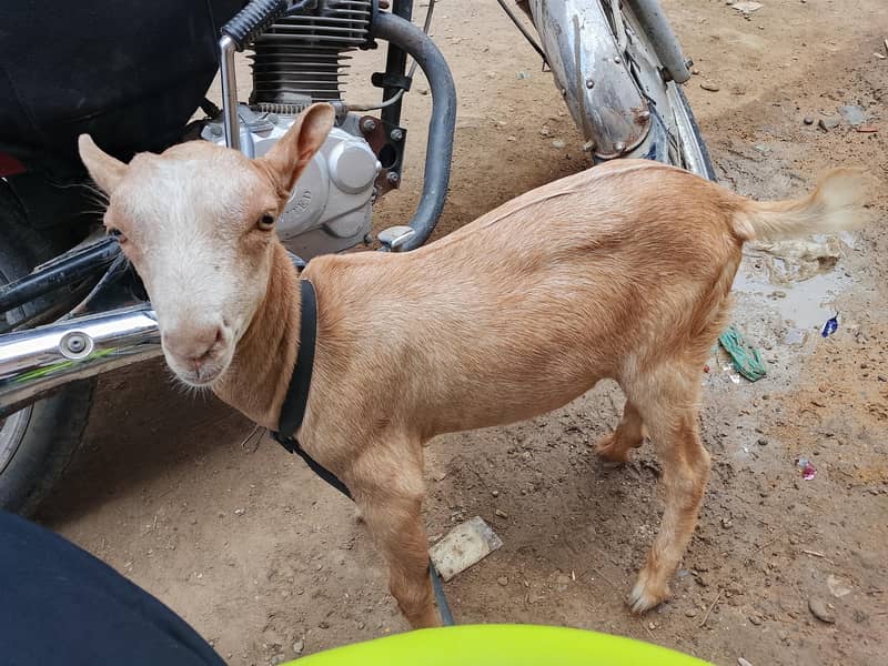 tedi Bakra 0