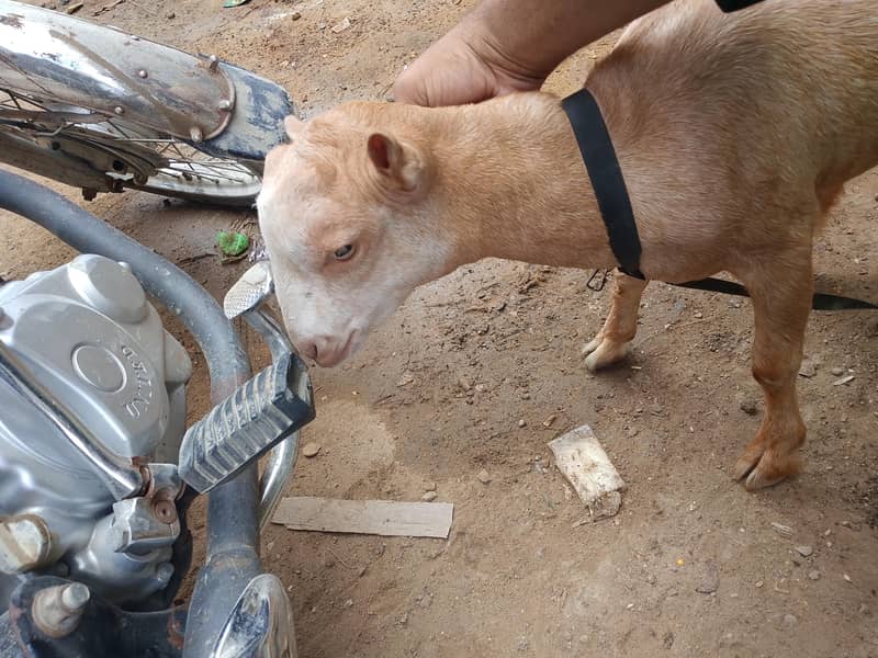 tedi Bakra 1