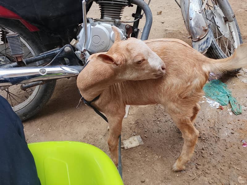 tedi Bakra 2