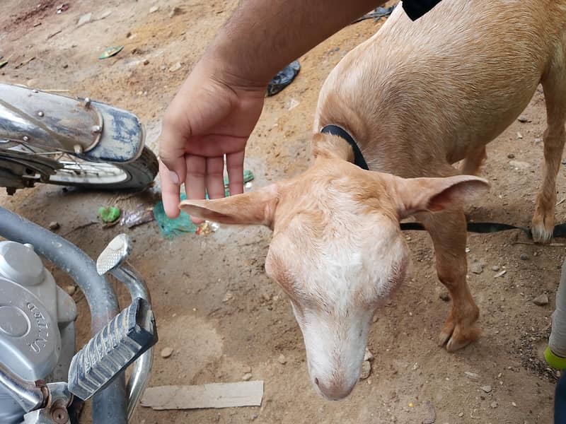 tedi Bakra 3