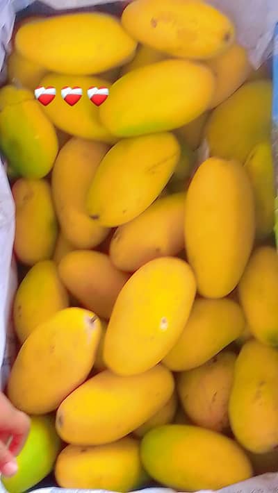 har kisam k mengo aam ki wraity dastiyab hai