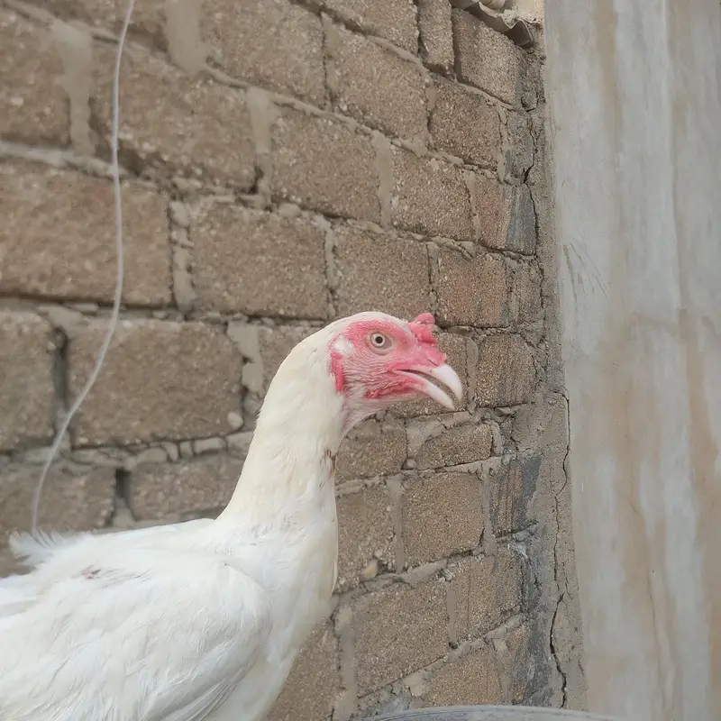 heera murghi — photo 3
