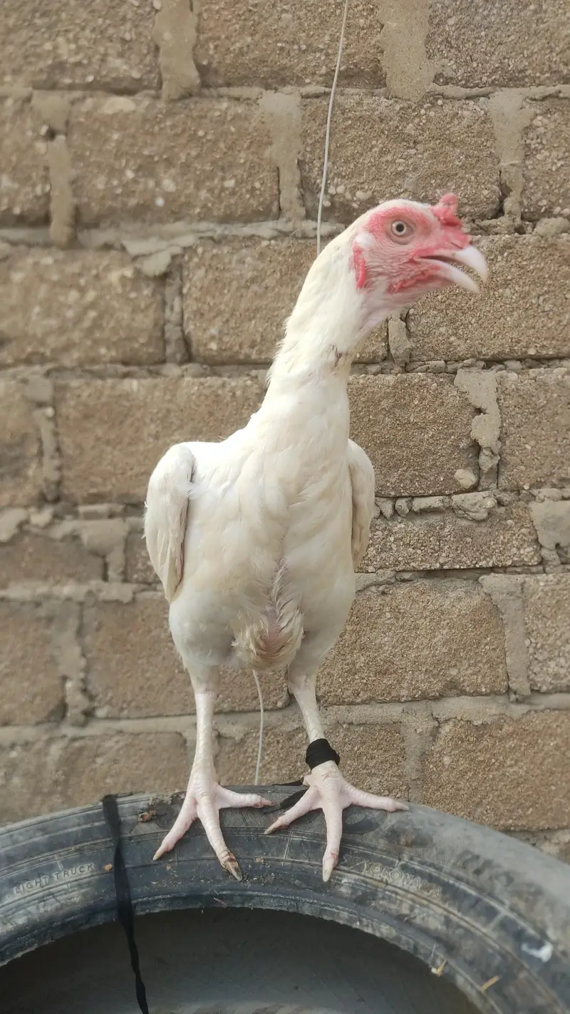 heera murghi — photo 4