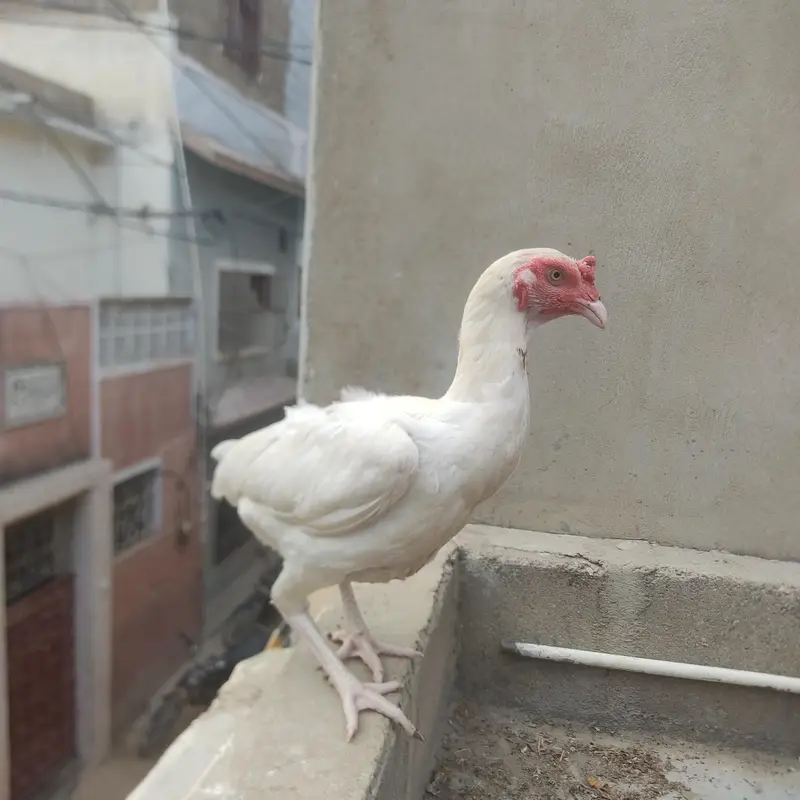 heera murghi — photo 6