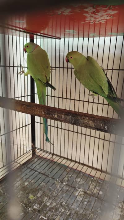 Green Ringneck Breeder pair