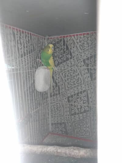 cocktail and Australian parrot