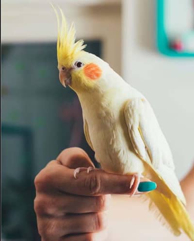 cockatiet hand tame . 03226017206