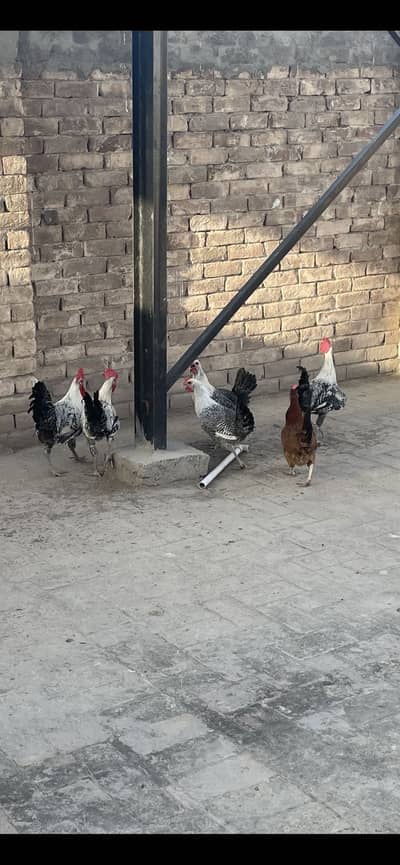 Fayoumi patha and chicks for sale. Read description for details