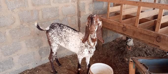 goat for sale 03313532526